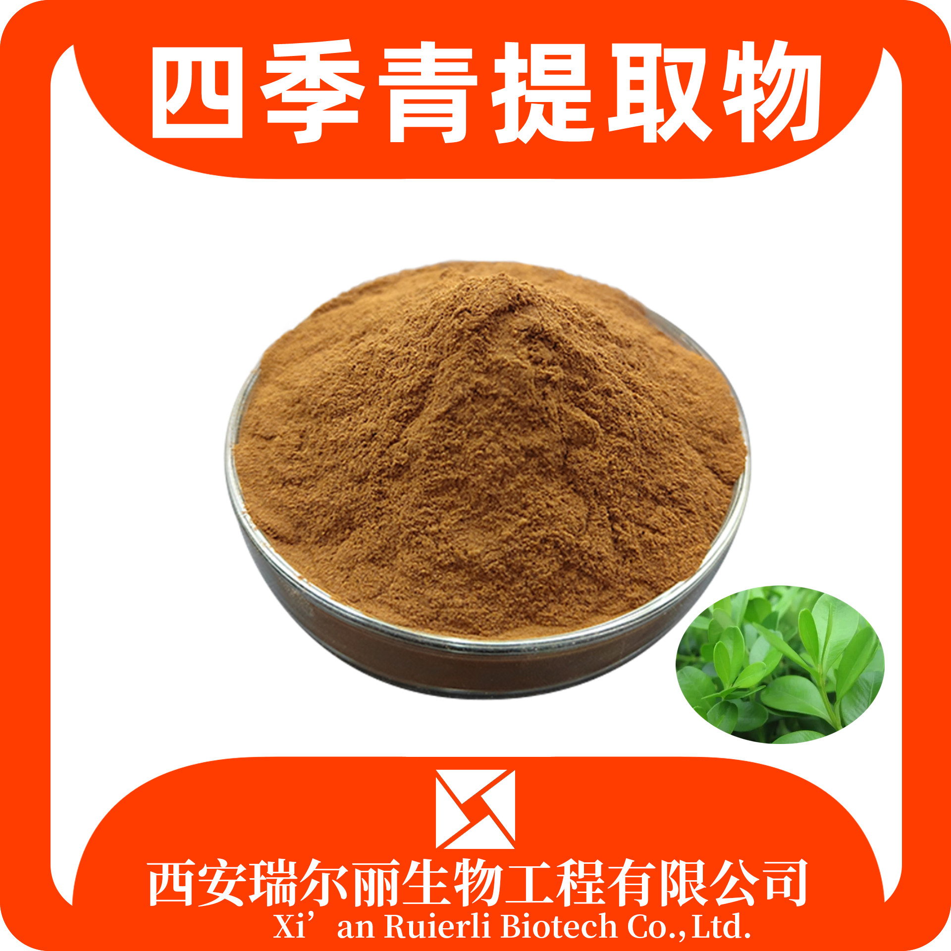 四季青提取物 速溶冬青粉 SC厂家定制 水溶浸膏粉 现货速发