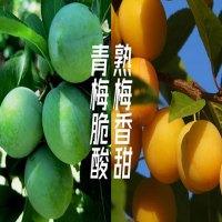 梅花里酒业