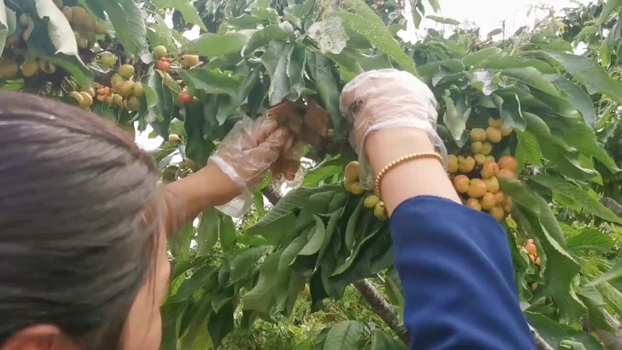 视频