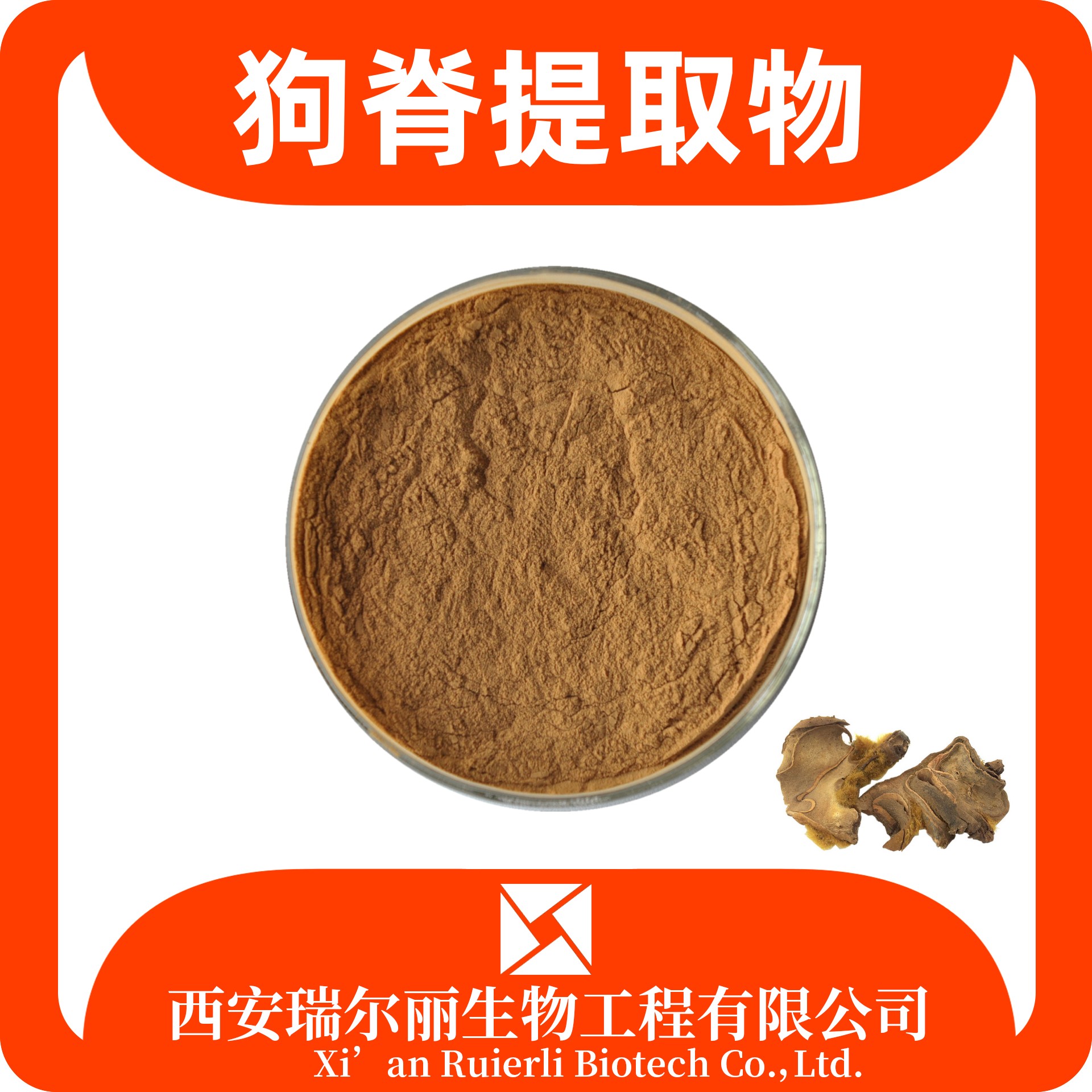 狗脊提取物 狗脊粉 SC证可定制 狗脊蕨提取物 瑞尔丽生物 源头厂家