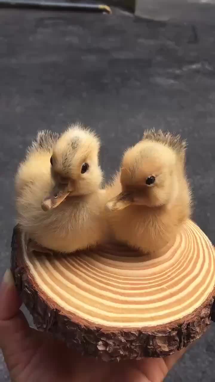 视频