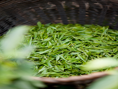 蒙顶山茶