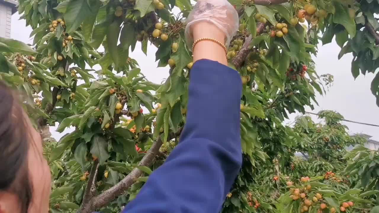 视频