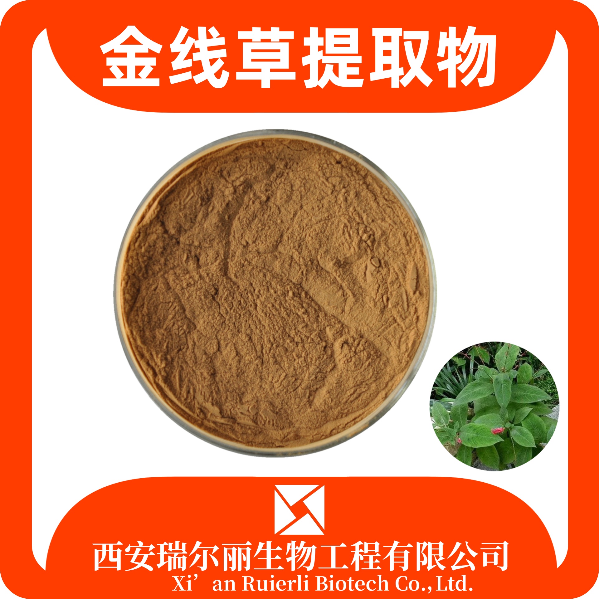 金线草提取物 速溶金线草粉 SC证可定制 浓缩粉 瑞尔丽生物 源头厂家