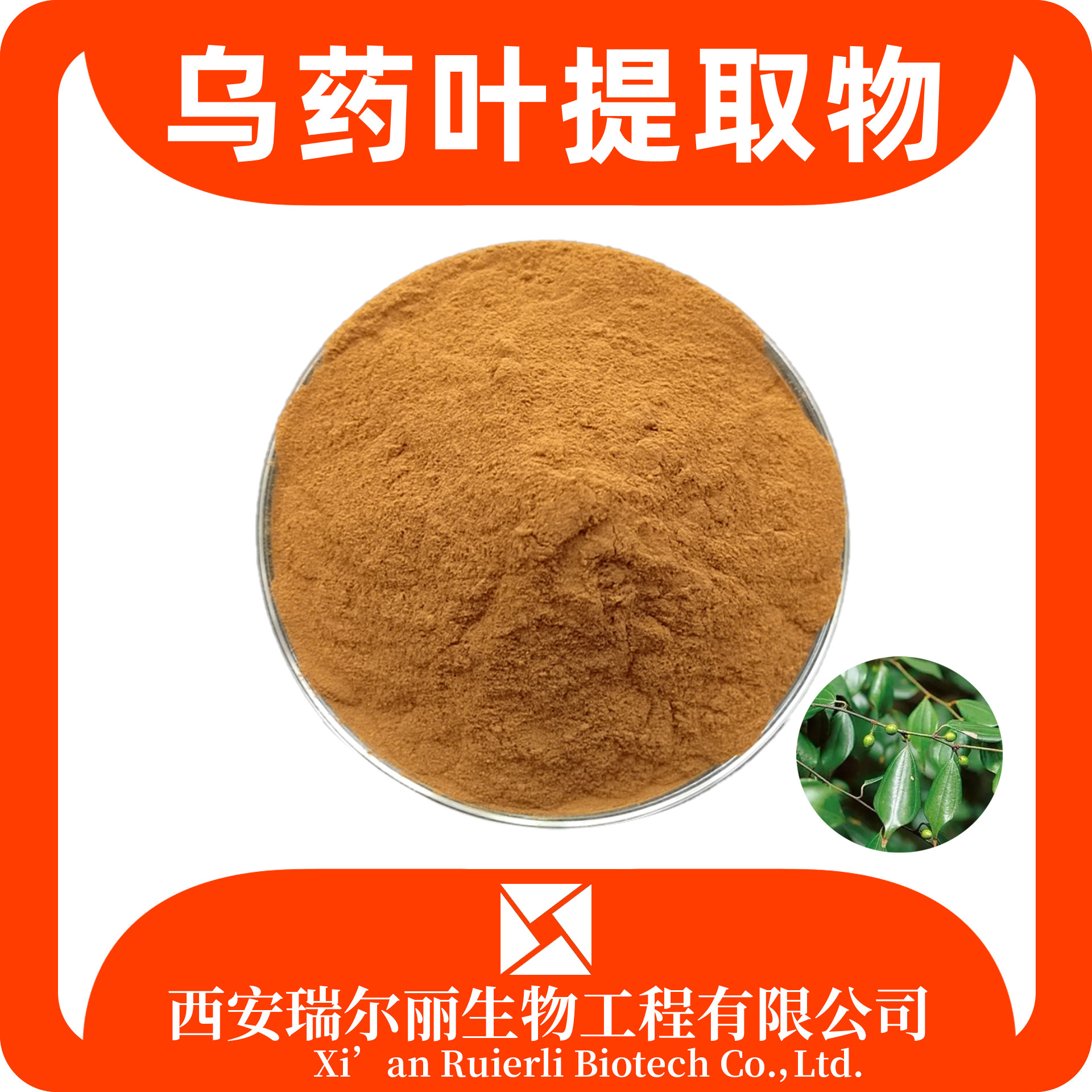 乌药叶提取物 速溶乌药叶粉 SC厂家 水溶浸膏粉 瑞尔丽生物 源头厂家