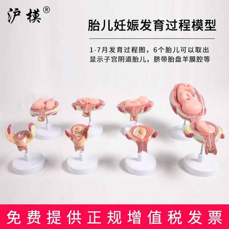 沪模 HM/JS-1001胎儿妊娠发育过程模型十月妊娠发育过程胚胎子宫