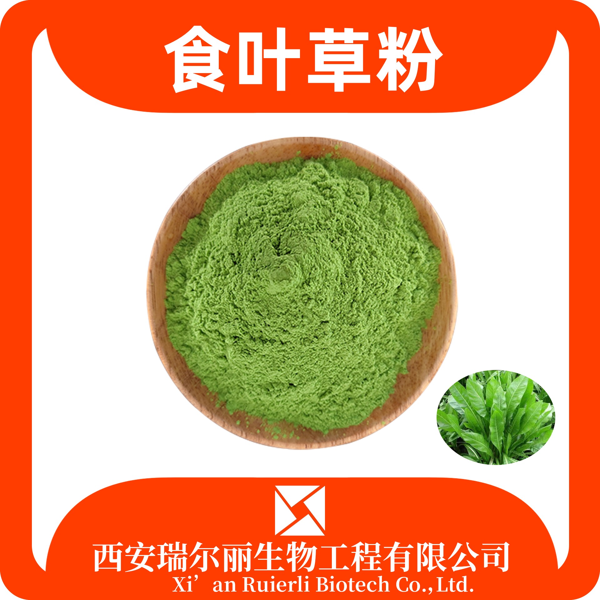食叶草粉 速溶浓缩可定制 食叶草提取物 SC证 含税含运 瑞尔丽生物