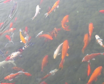 碧水清泉