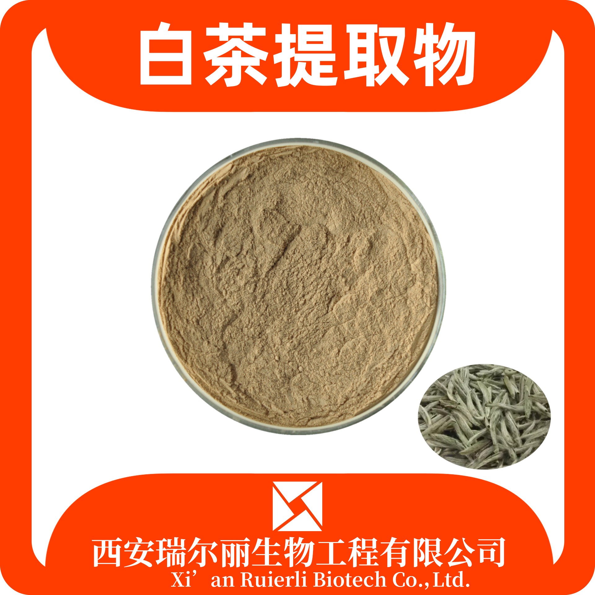 白茶提取物 白茶粉 食品级原料 SC证可定制 白豪提取物 瑞尔丽生物