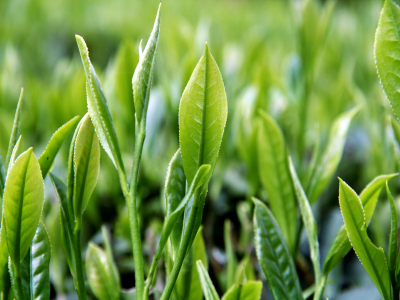 雨林古树茶