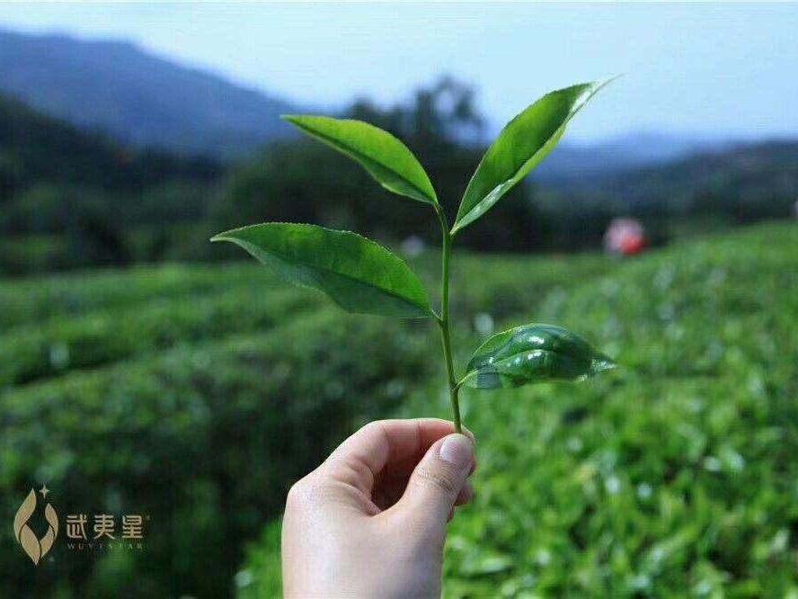 武夷星