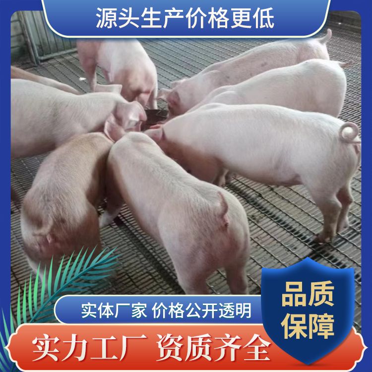 轧花网 锰钢丝编织网 金属养猪网 煤矿支护经纬轧花网片