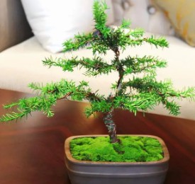 红豆杉盆景苗木