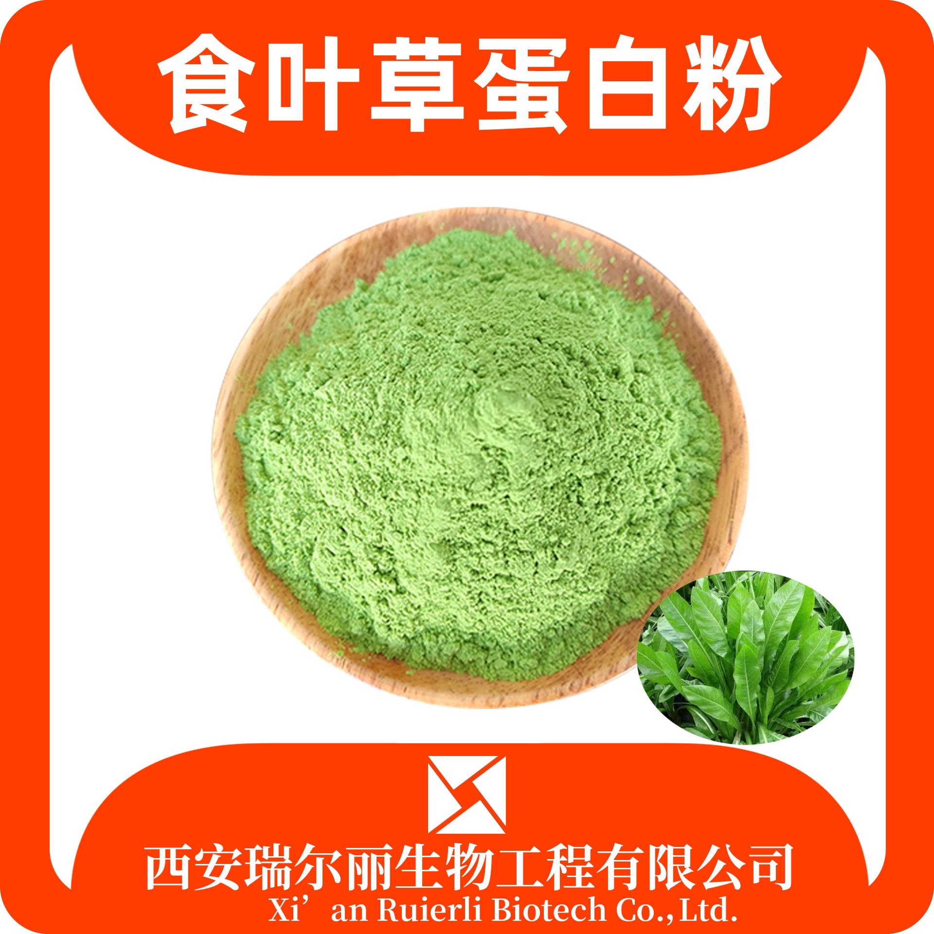 食叶草蛋白粉 30% 提取物 食品原料 SC证可定制 瑞尔丽生物