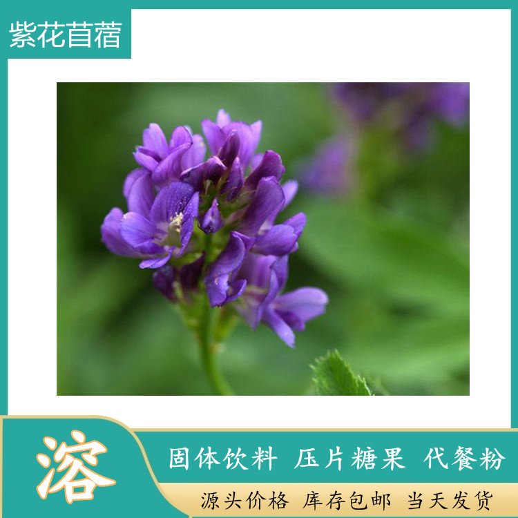 水溶紫花苜蓿粉 斯诺特喷雾干燥棕黄色 可造粒免费拿样