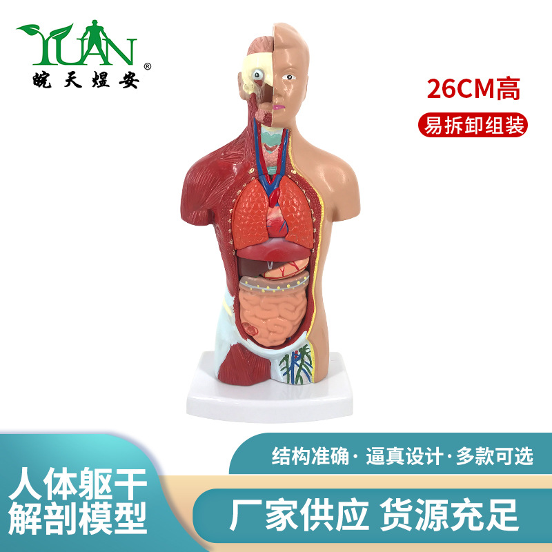 42cm无性人体躯干解剖模型（18件）-男性躯干结构模型