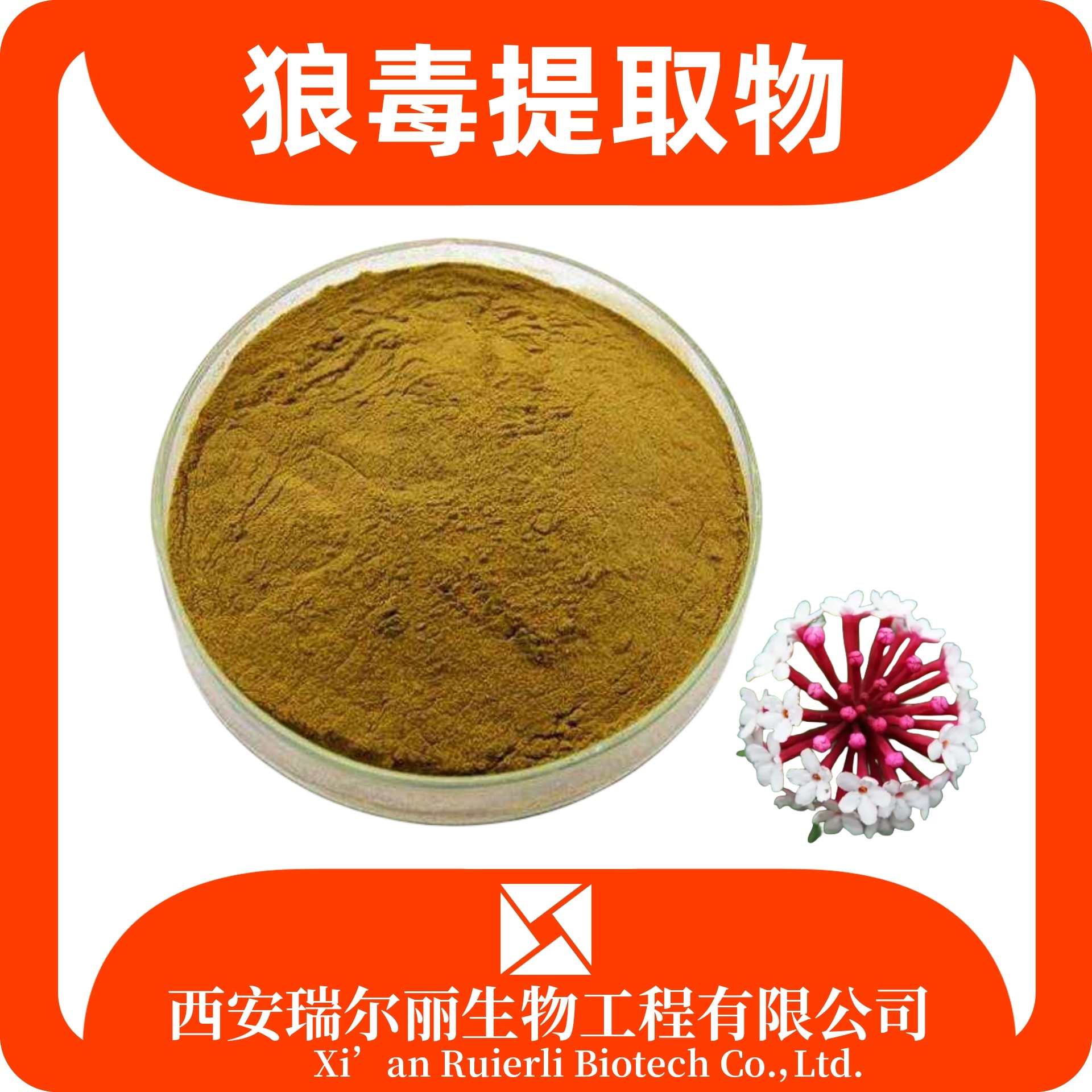 狼毒提取物 10:1 速溶浓缩狼毒粉 比例可定制 瑞尔丽生物 源头厂家