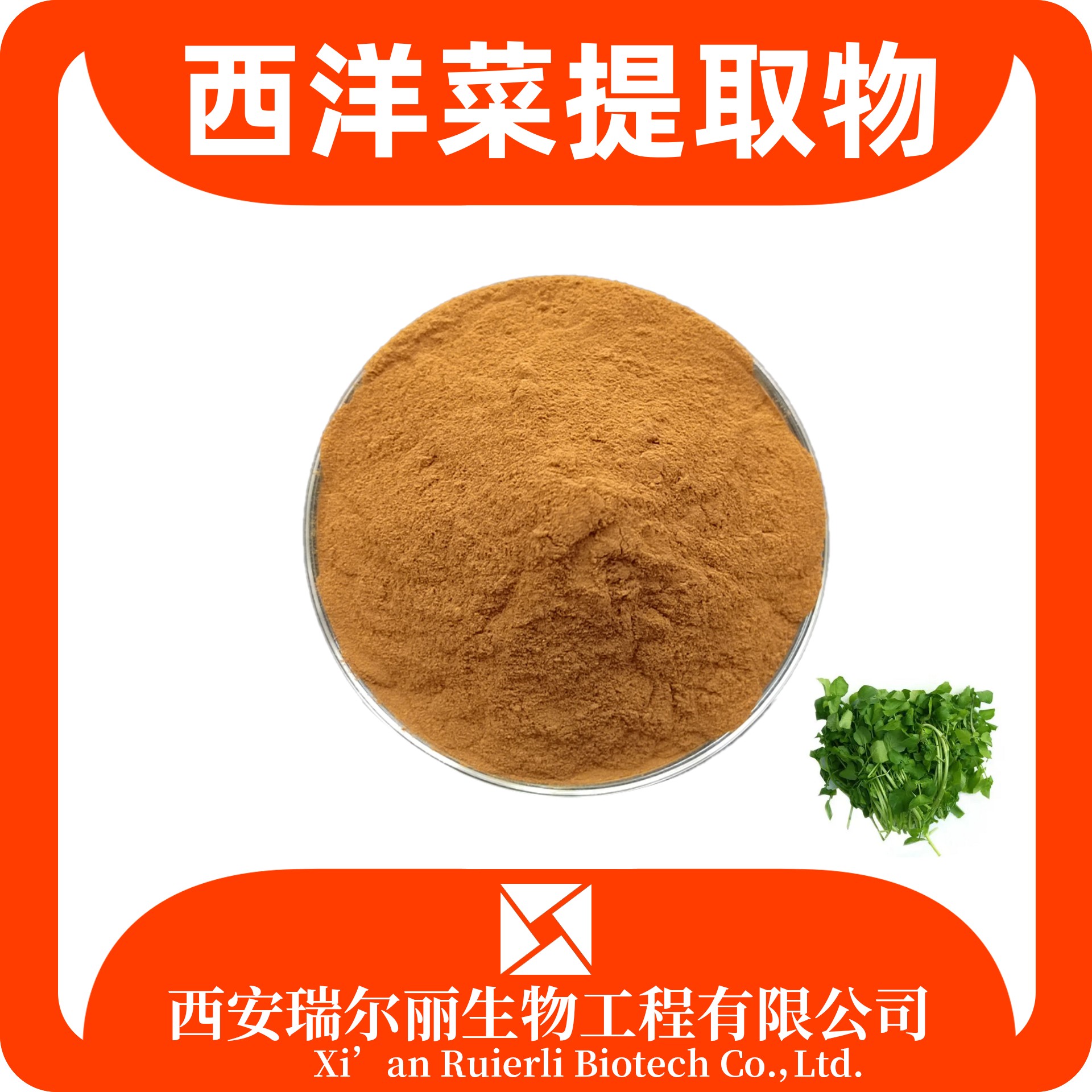 西洋菜提取物 西洋菜粉 SC证可定制 食品原料 免费取样 瑞尔丽生物