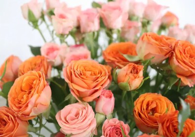 苏芳花卉