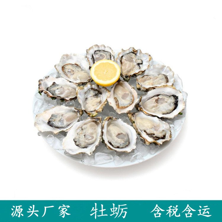 水溶牡蛎肽 浓缩小分子酶解提取 斯诺特生物 固体饮料