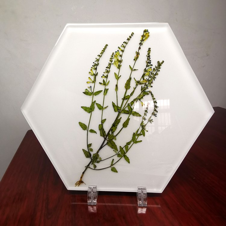 植物包埋标本环氧树脂胶包埋半枝莲石斛等多种中草药标本