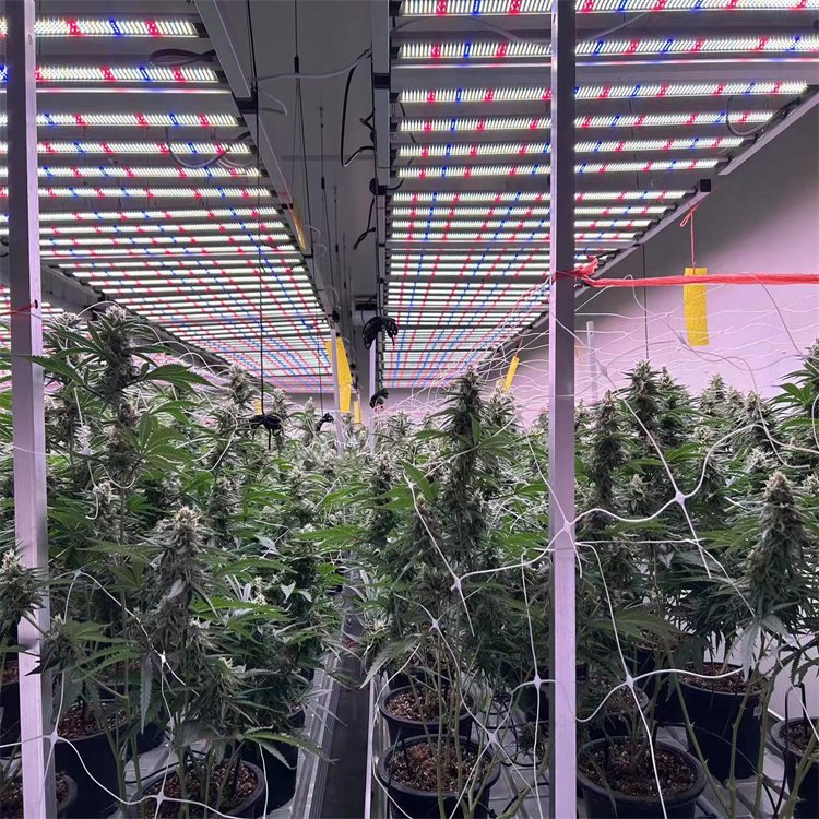 八爪鱼植物灯三星281b灯珠 崧盛调光电源 质保5年大麻种植生长灯