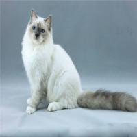 DollGarden布偶猫舍