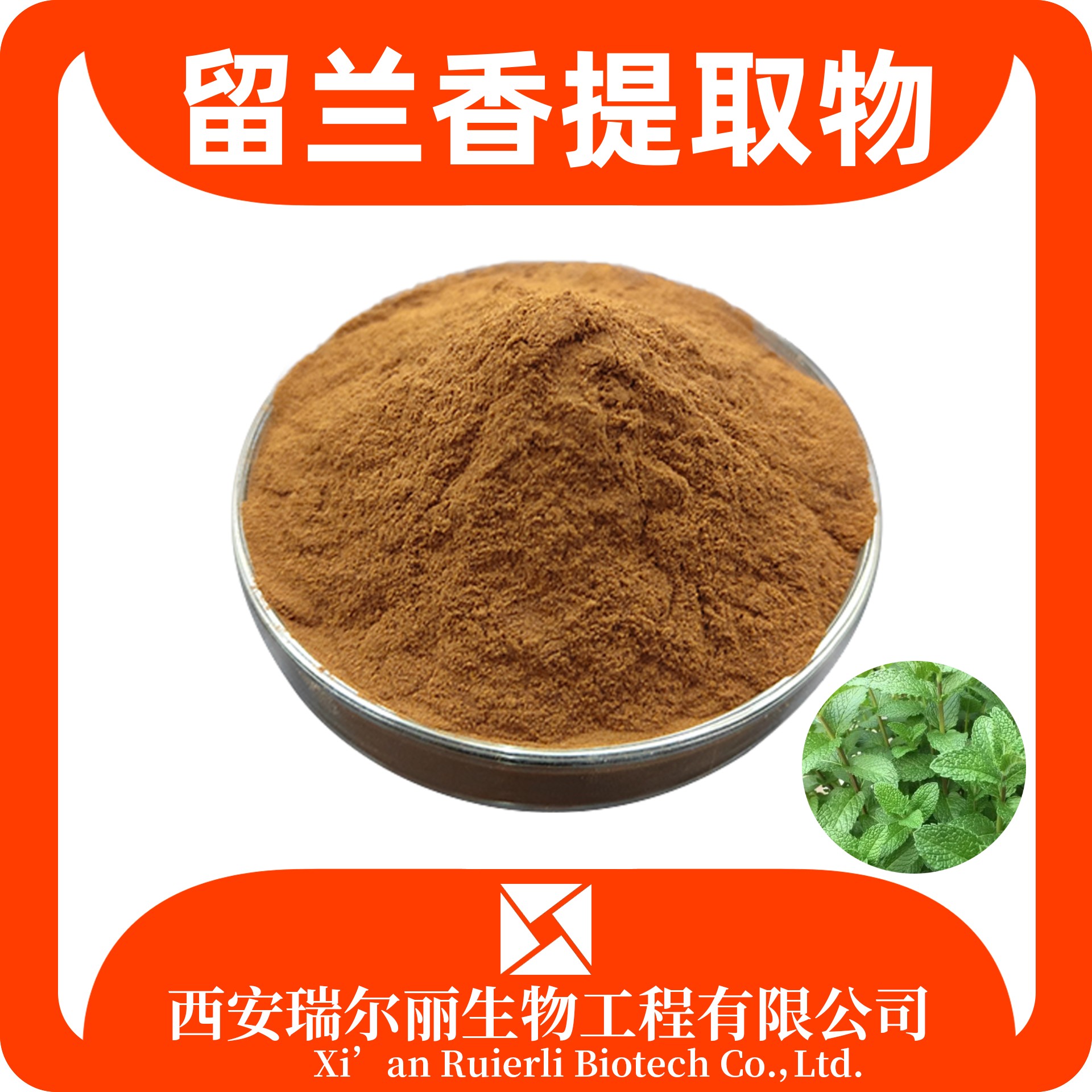 留兰香提取物 留兰香叶粉 速溶浓缩 SC证可定制 食品级原料 瑞尔丽生物