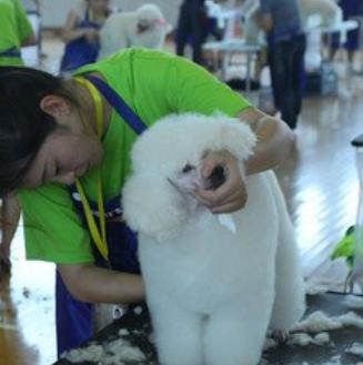 cku宠物美容师培训