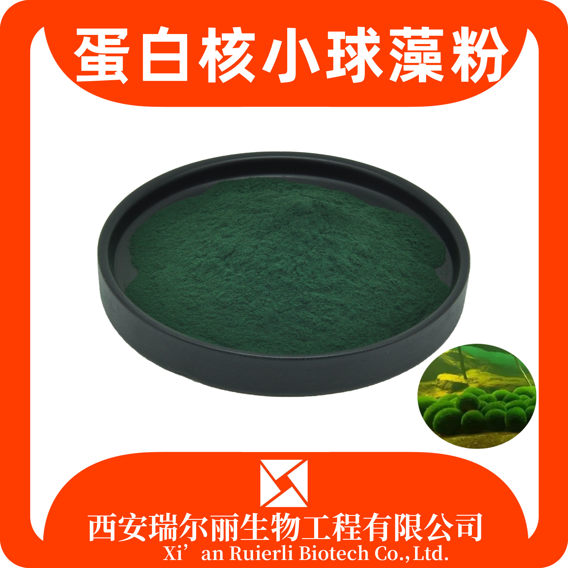 蛋白核小球藻粉99% 破壁绿藻粉 速溶浓缩 可定制 瑞尔丽生物
