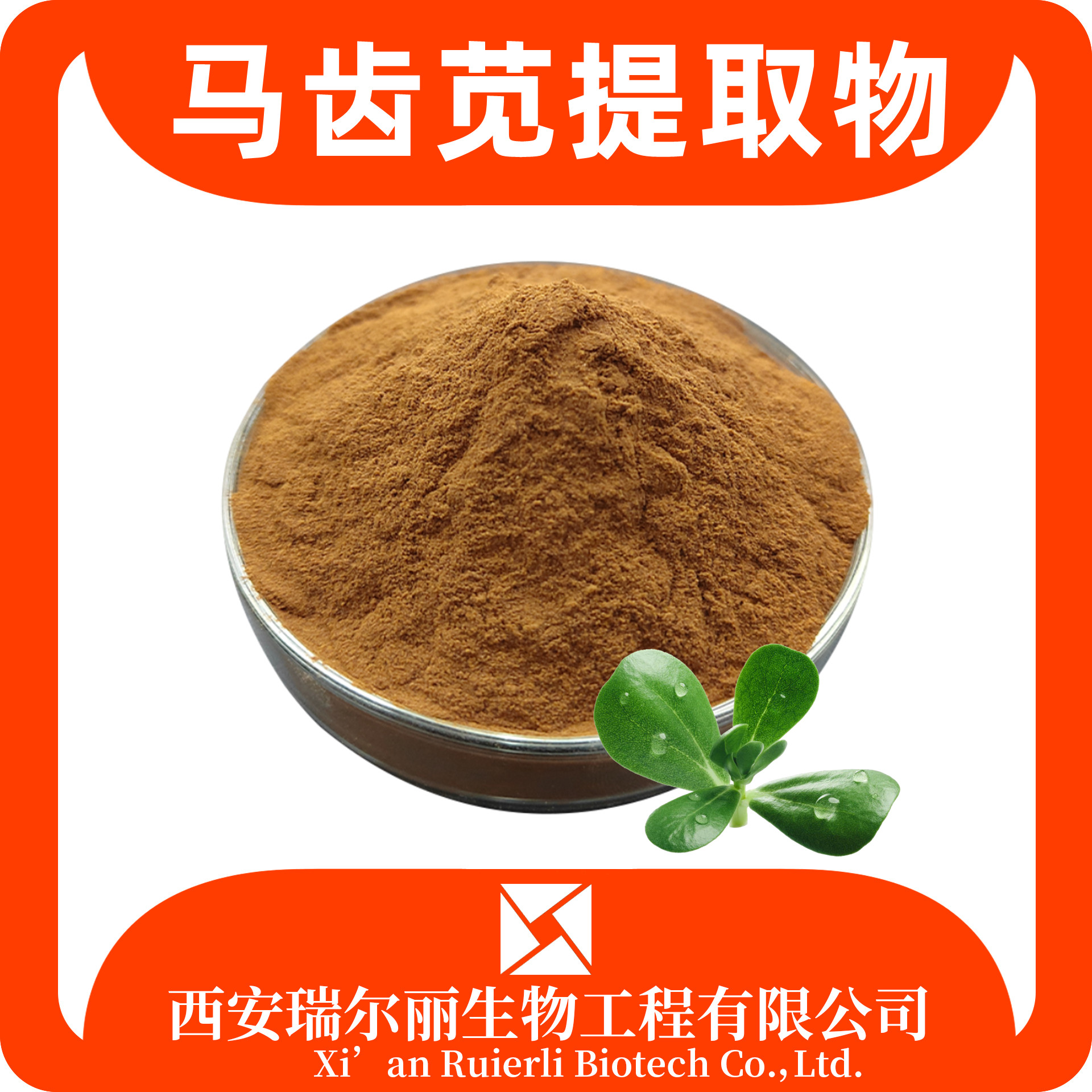 马齿苋提取物 水溶马齿苋粉 SC证可定制 皂甙 浸膏粉 瑞尔丽生物